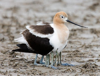 american avocet bird