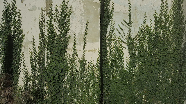 English Ivy - Hedera helix growing up an old painted house wall