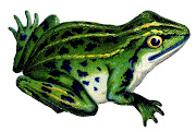 Click on Image to Enlarge (vintage frog image graphicsfairy)