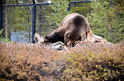 This is a bison walking up the road in Yellowstone National Park. (animals in west yellowstone large grizzly bear eating)