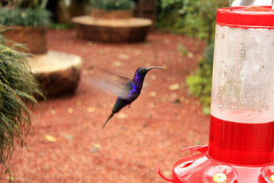 Colibri en Los Jardines de las Cataratas de la Paz