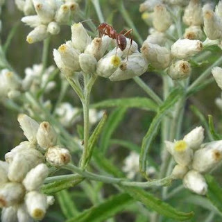 Gnaphalium polycephalum (homeopathie)