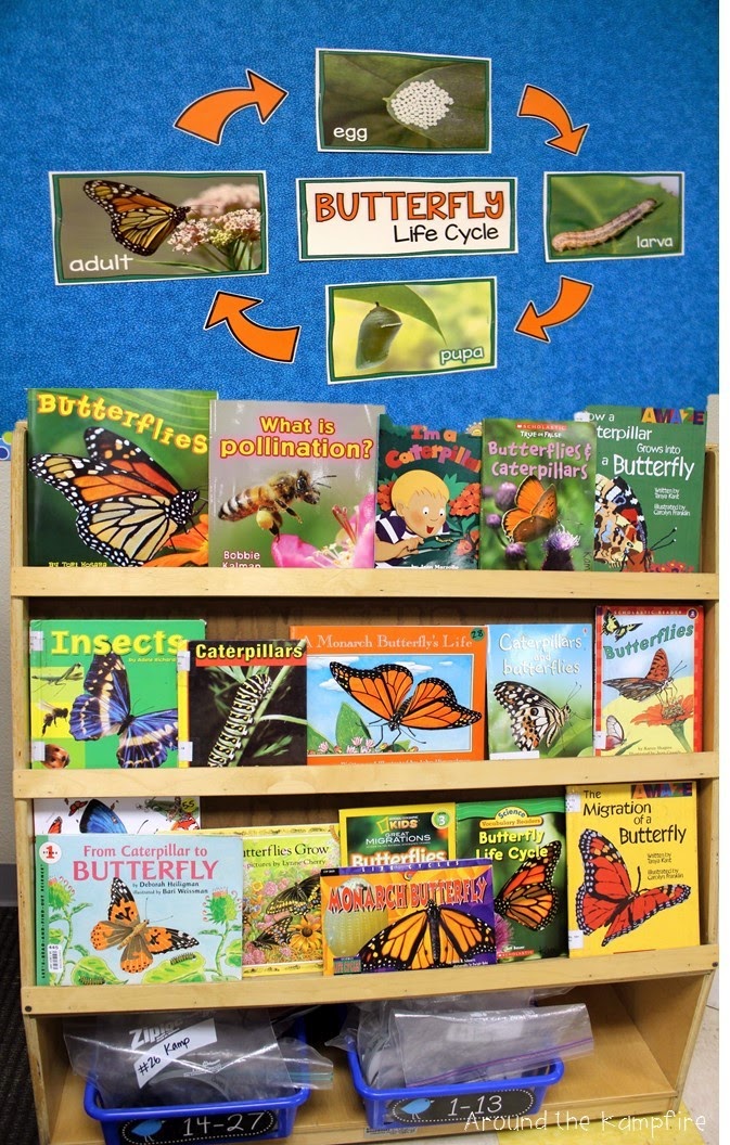 FREE printable butterfly life cycle bulletin board set