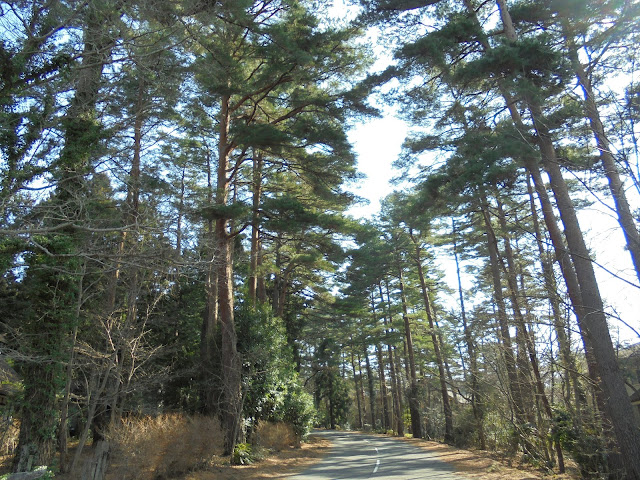 赤松の森の道
