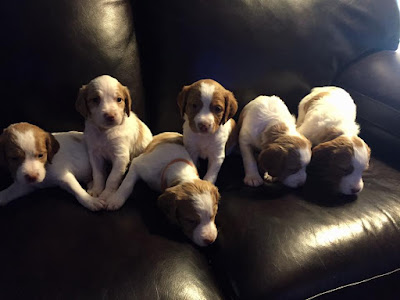 bird dogs and bird hunting