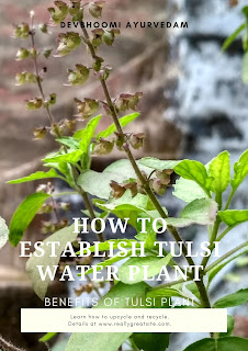 HOW TO ESTABLISH TULSI WATER PLANT