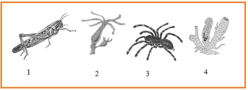 Berikut ini gambar beberapa hewan invertebrata.