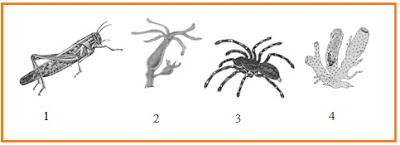 Berikutini gambar beberapa hewan invertebrata.