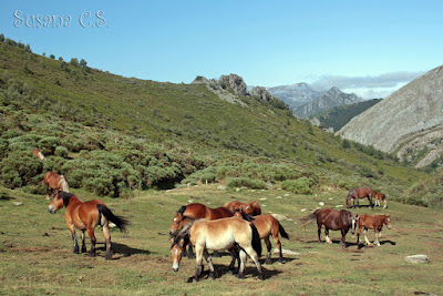 Caballos y yeguas en La Polinosa - León