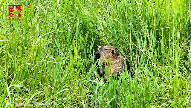 緑ヶ丘公園のヌートリア 6月25日