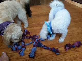 Image: Denny, Dexter, and Percy immediately came over to check out the new toys