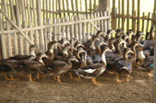  AYAM  BANGKOK DUNGUS MADIUN PERSILANGAN BEBEK DENGAN 