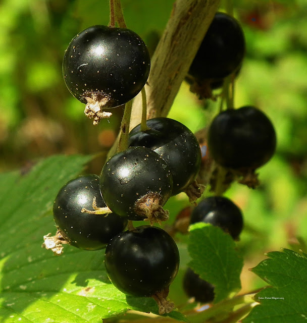 Top 10 Anti-Stress Foods - Blackcurrants