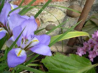 iris pitic inflorit primavara