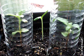 Russian Mammoth Sunflower Seedling at 6 Days