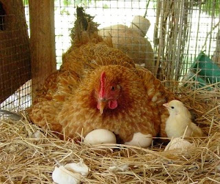 Patiently the hen sits on her eggs to hatch her chicks