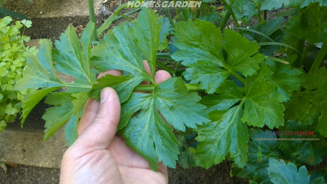 This aromatic herb is a good source of minerals like potassium, sodium, calcium, manganese, and magnesium. All these are an important component of cell and body fluids that helps regulate heart rate and blood pressure to maintain good health.