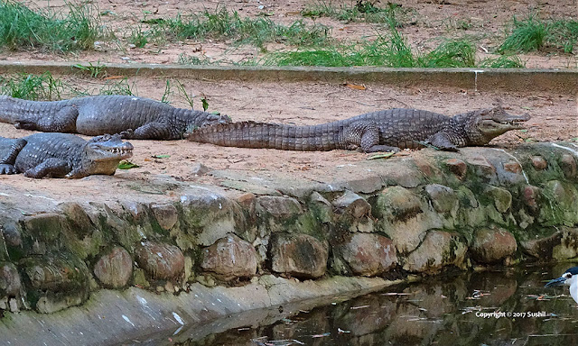 Crocodiles in Zoo, Bannerghatta National Park, Bangalore