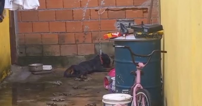 USUÁRIO DE DROGAS PRESO POR MATAR CÃO E MALTRATAR OUTROS QUATRO CÃES EM BIRITIBA MIRIM