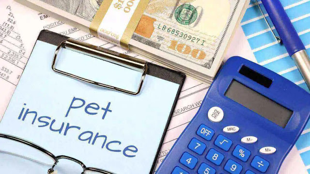 Pet Insurance