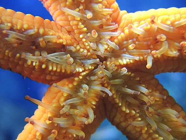 In de zoo: parende haaien, oranje sterren en viskens ...