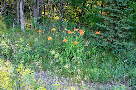 roadside daylilies