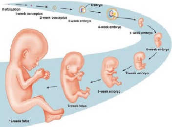 Urutan Proses Fertilisasi  Kehamilan dan Perkembangan 