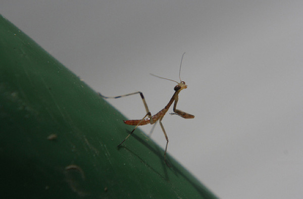 15 pictures of baby praying mantises, baby praying mantis