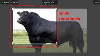Tutorial Edit Foto Malipulasi Hewan Dengan PicSay Pro
