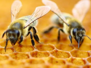 Contoh Essay Bahasa Inggris about Importance of Honey Bee