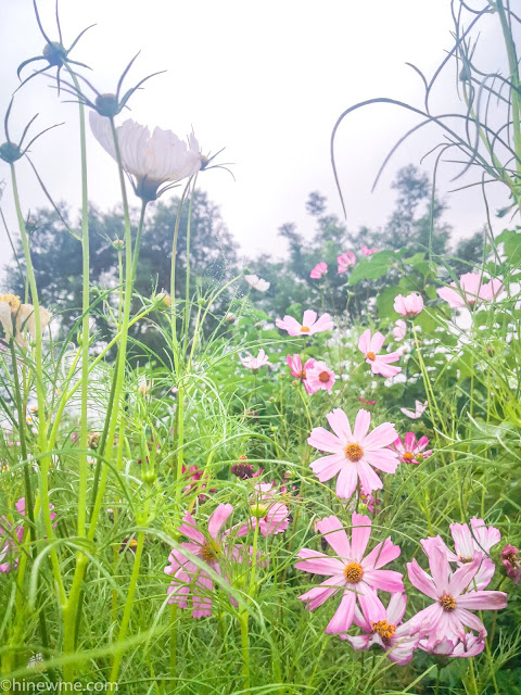 6Flowers photography skill tips，26 Cosmos bipinnata flower