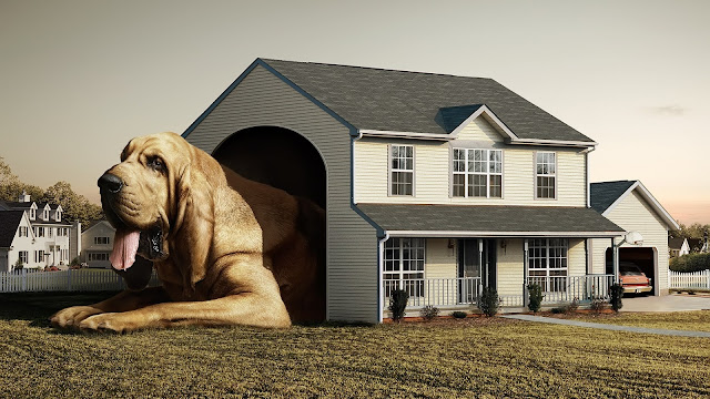 House Dog Wallpaper