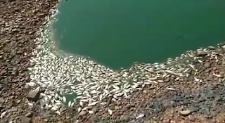 Mortes de peixes em Limoeiro do Norte