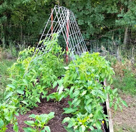 Best Tomato Trellis Ideas to Support Tomato Plants - Oak Hill