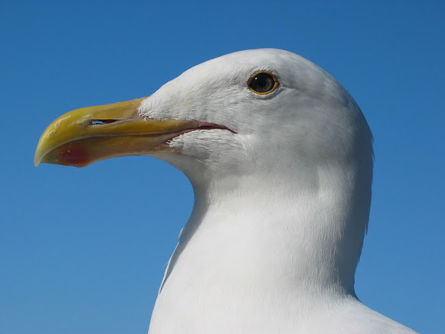 gull wallpaper,gull images;gull photo,gull picture,beautiful gull,cute gull,Pacific Gull, Larus pacificus, Belcher's Gull, Larus belcheri, Olrog's Gull, Larus atlanticus Black-tailed Gull, Larus crassirostris ,Heermann's Gull, Larus heermanni,Common Gull or Mew Gull, Larus canus,Ring-billed Gull, Larus delawarensis,California Gull, Larus californicusGreat Black-backed Gull, Larus marinus,Kelp Gull, Larus dominicanus, (called "Southern Black-backed Gull" or "Karoro" in New Zealand),Cape Gull, Larus dominicanus vetula,Glaucous-winged Gull, Larus glaucescens,Western Gull, Larus occidentalis,Yellow-footed Gull, Larus livens,Glaucous Gull, Larus hyperboreus,Iceland Gull, Larus glaucoides,Kumlien's Gull, Larus glaucoides kumlieni Thayer's Gull, Larus thayeri,European Herring Gull, Larus argentatus,Heuglin's Gull, Larus heuglini,American Herring Gull,Larus smithsonianus,Yellow-legged Gull,Larus michahellis,Caspian Gull, Larus cachinnans,East Siberian Herring Gull, Larus vegae,Armenian Gull,Larus armenicus,Slaty-backed Gull,Larus schistisagus,Lesser Black-backed Gull,Larus fuscus,White-eyed Gull,Ichthyaetus leucophthalmus,Sooty Gull,Ichthyaetus hemprichii,Great Black-headed Gull,Ichthyaetus ichthyaetus,Audouin's Gull, Ichthyaetus audouinii,Mediterranean Gull, Ichthyaetus melanocephalus,Relict Gull, Ichthyaetus relictus,Dolphin Gull, Leucophaeus scoresbii,Laughing Gull, Leucophaeus atricilla,Franklin's Gull, Leucophaeus pipixcan,Lava Gull, Leucophaeus fuliginosus,Gray Gull, Leucophaeus modestus,Silver Gull, Chroicocephalus novaehollandiae,Red-billed Gull, Chroicocephalus scopulinus,Hartlaub's Gull, Chroicocephalus hartlaubii,  Brown-hooded Gull, Chroicocephalus maculipennis,Gray-hooded Gull, Chroicocephalus cirrocephalus,Andean Gull, Chroicocephalus serranus,Black-billed Gull, Chroicocephalus bulleri,Brown-headed Gull, Chroicocephalus brunnicephalus,Black-headed Gull, Chroicocephalus ridibundus,Slender-billed Gull, Chroicocephalus genei,Bonaparte's Gull, Chroicocephalus philadelphia,