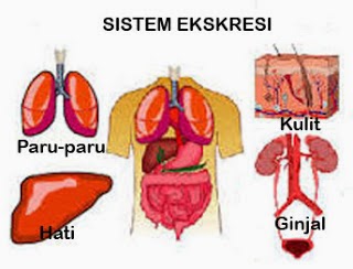 Bagi"Artikel: Contoh Makalah Sistem Ekresi