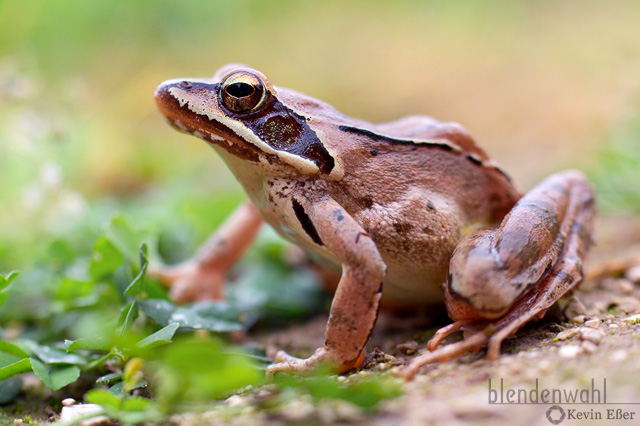 Springfrosch - Rana dalmatina