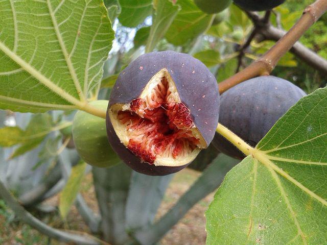Fig: Nutrition and Health Benefits   