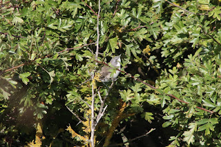 Lesser Whitethroat