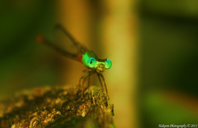 damselflies