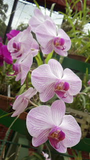 Srilanka Orchid  Flower Pict  (3)