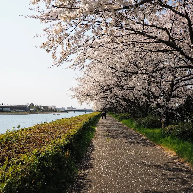 権現堂川　桜