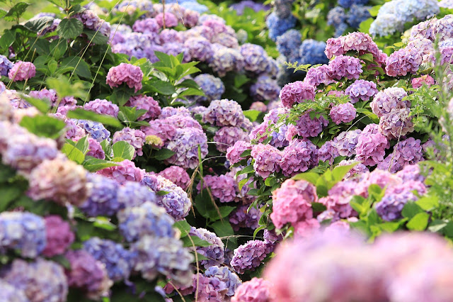 The Meaning of Hydrangea Flower