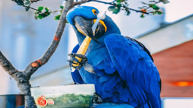 Parrot
