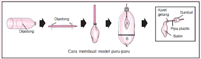 membuat model paru-paru