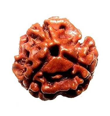 3 mukhi rudraksh