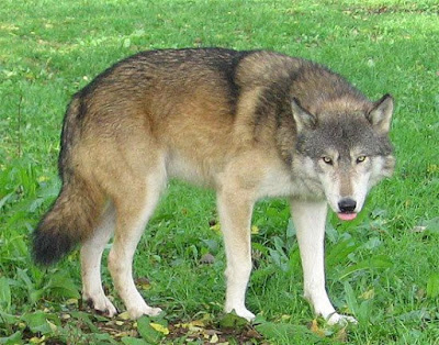 Great Plains Wolf