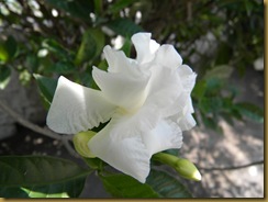 DSCN3977
