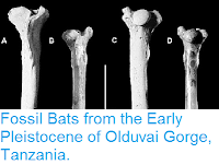 http://sciencythoughts.blogspot.co.uk/2016/01/fossil-bats-from-early-pleistocene-of.html