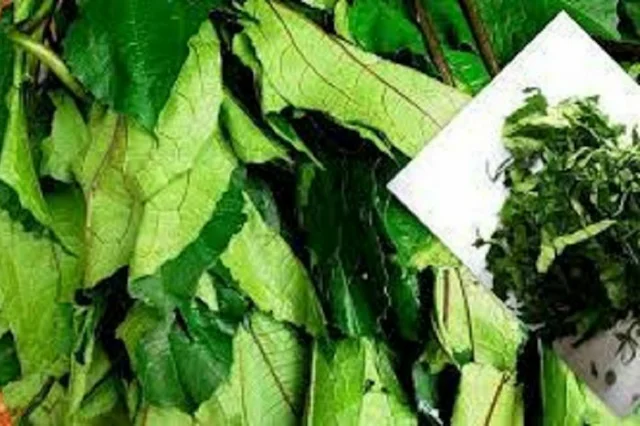 How to Cook Okro Soup for Ulcer Patients | Best Method